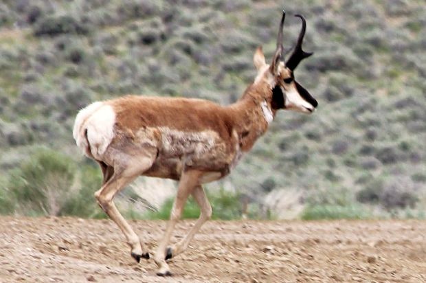 Antelope
